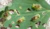 Cassida nebulosa